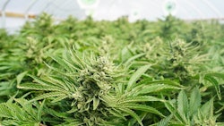 Cannabis Crop Adobe Stock Credit Jdubsvideo Resized