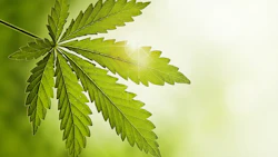 Cannabis Leaf Light Background Adobe Stock Credit Wabeno Resized