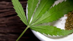 Cannabis Leaf On Dish Adobe Stock Credit Sinhyu Resized
