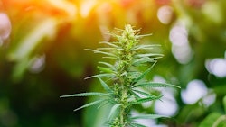 Cannabis Plants Adobe Stock Credit Aleksandr Resized