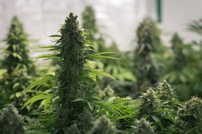 Cannabis Plants Adobe Stock Credit Borispain69 Resized