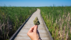 Hand Holding Cannabis Bud Against Trail Adobe Stock Credit Rgbspace Resized