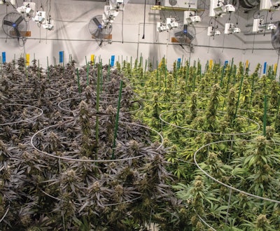 Oac Grown Room Fmt