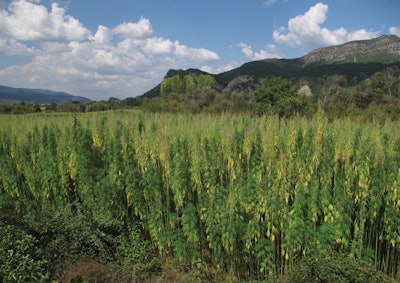 Turkish Landrace In Full Flower Fmt