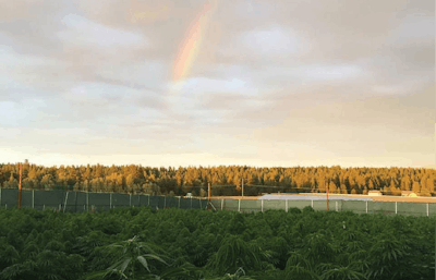 Wfc Field Rainbow Fmt