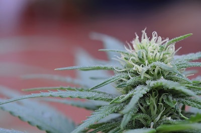 Cannabis Plant Adobe Stock Credit Miravision Resized