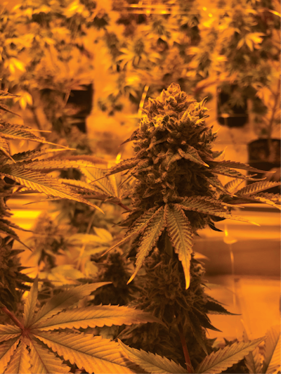 Genetic Selection 2 Fmt