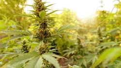 Marijuana Plant 5