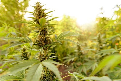 Marijuana Plant 5