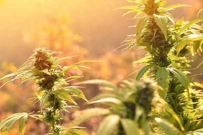 Marijuana Plants Sunset
