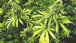 Marijuana Plants Adobe Stock Credit Openrangestock Resized