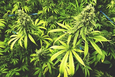 Marijuana Plants Adobe Stock Credit Openrangestock Resized