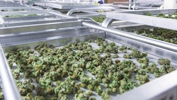 Adobe Stock 142297734