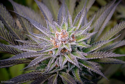 Black Cherry Pie V2 Stack 010 Resized