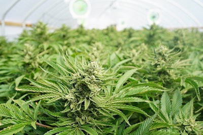 Cannabis Crop Adobe Stock Credit Jdubsvideo Resized