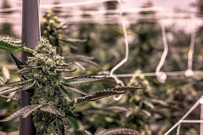 Cannabis Growing Indoors Adobe Stock Credit Christian Resized