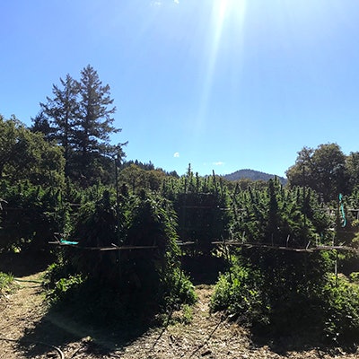 Glorious Garden 2018 Resized