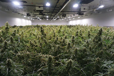 Grow Fmt
