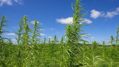 Hemp Derived Cbd