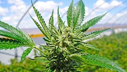 Marijuana Outdoor Greenhouse