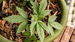 Marijuana Plant In Pot Adobe Stock Credit Adam Resized