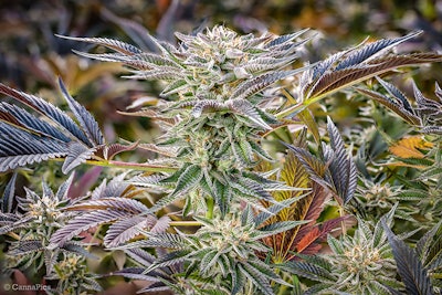 More Cowbell V1 2018 05 23 12 22 58 (b Radius4 Smoothing1) Resized