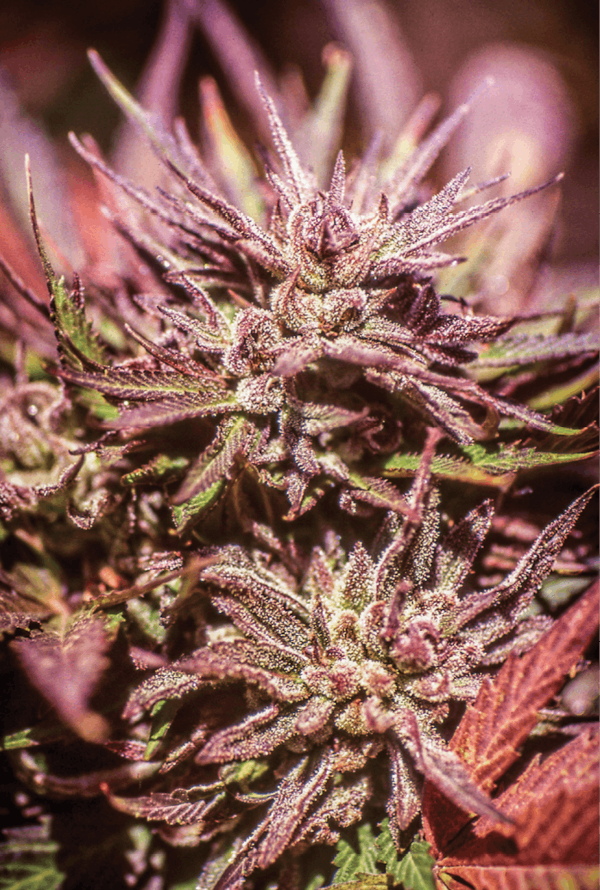 ⑦Frankie Wilmott / Sensemilla Sinsemilla: Zkittlez | Leafly