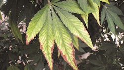 Plantnutrition