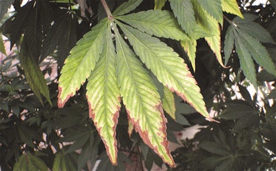 Plantnutrition