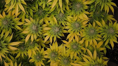 Police Raid Michigan Cultivation Facility