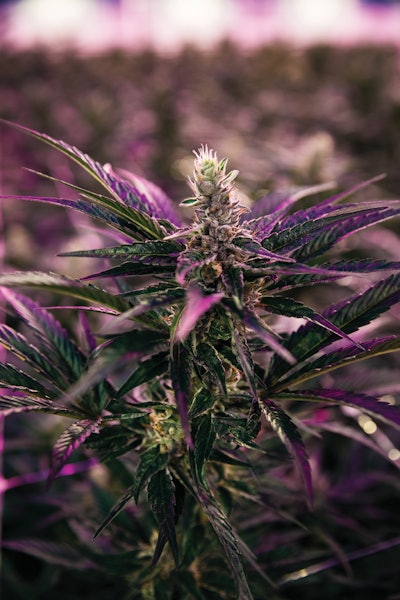 76 A9779 Edit Full Fmt