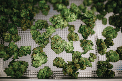 O6 A8617 Edit Full Fmt