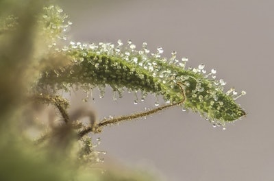 Adobe Stock 177808890