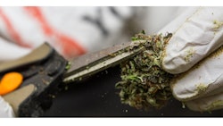 Bud Trimming Wollertz