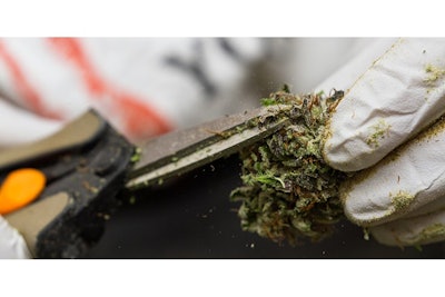Bud Trimming Wollertz