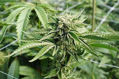 Cannabis Cascade Creatives