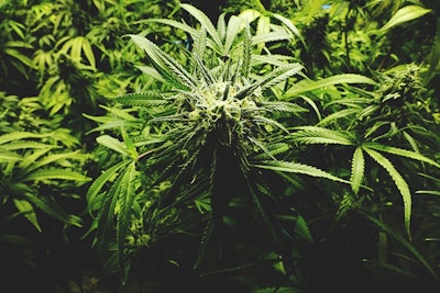 Cannabis Openrangestock