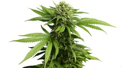 Cannabis Plant2