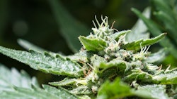 Cannabis Wollertz