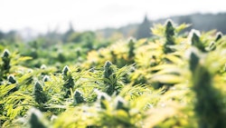 Cannabis Outdoors Adobe Stock Credit Hubbard Steve Resized