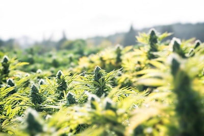 Cannabis Outdoors Adobe Stock Credit Hubbard Steve Resized
