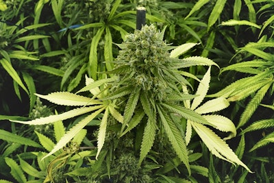 Cannabisplant1