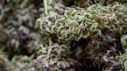 Dried Cannabis Buds Adobe Stock Credit Wollertz Resized