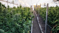Greenhouse 3 Ryland Zweifel I Stock Photo