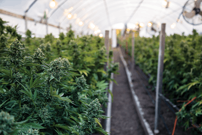 Greenhouse 3 Ryland Zweifel I Stock Photo