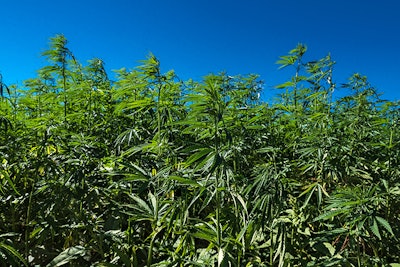 Hemp Magdalena Juillard Resize