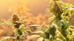 Marijuana Plants Sunset
