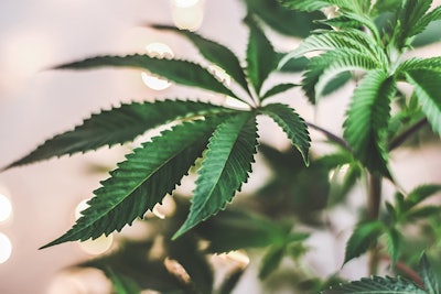 Marijuana Leaves Adobe Stock Credit Capjah Resized
