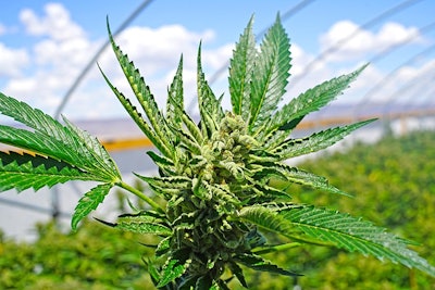 Marijuana Plant In Greenhouse Adobe Stock Credit Cascade Creatives Resized