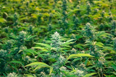 Plant2